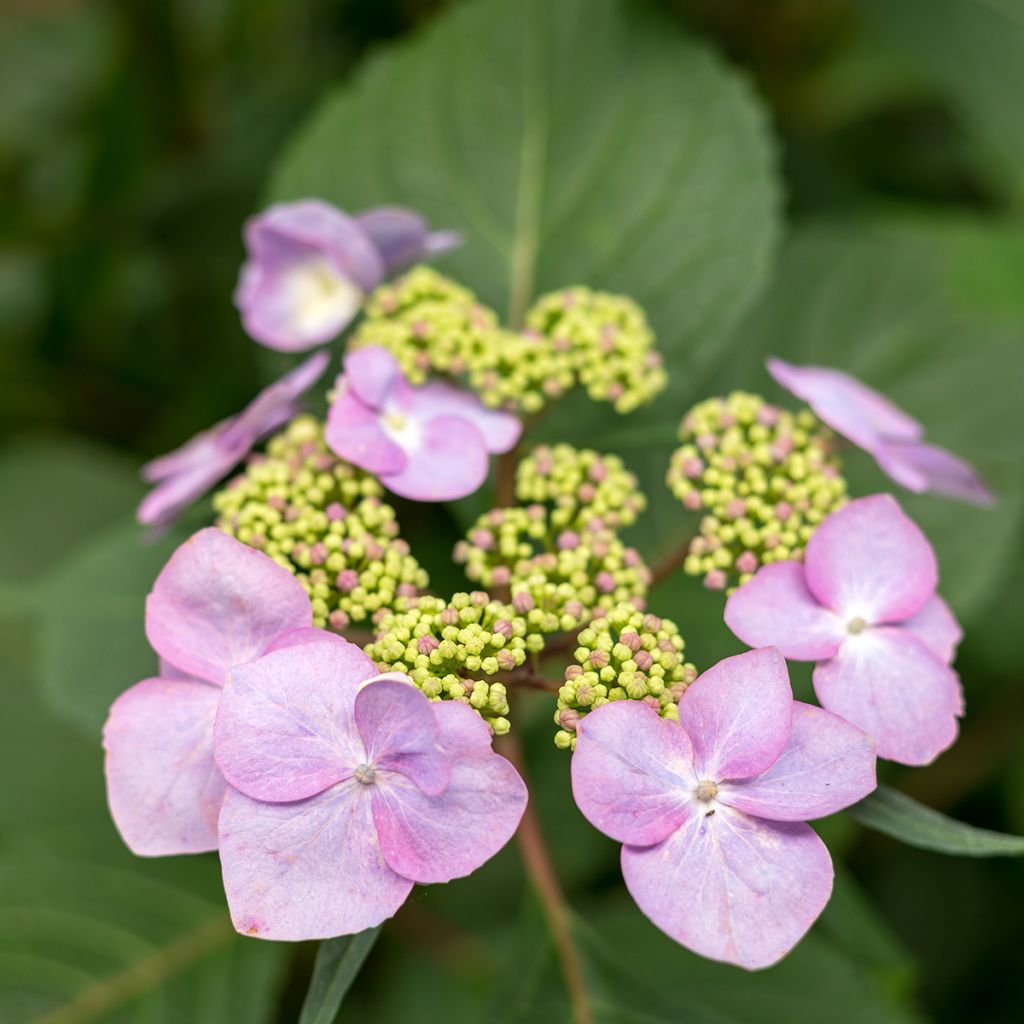 Hydrangea macrophylla Endless Summer Twist and Shout - Bauernhortensie