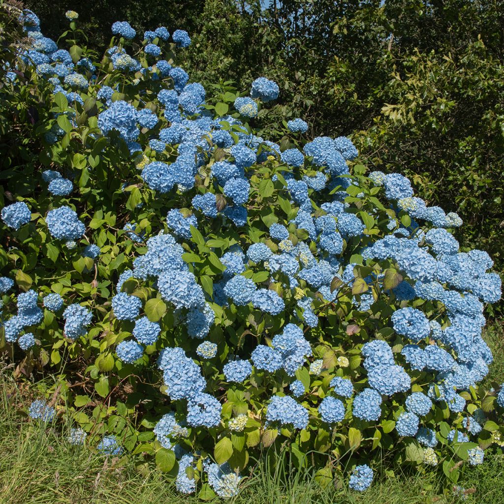 Hydrangea macrophylla Generale Vicomtesse de Vibraye - Bauernhortensie