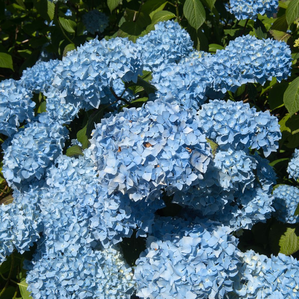 Hydrangea macrophylla Generale Vicomtesse de Vibraye - Bauernhortensie