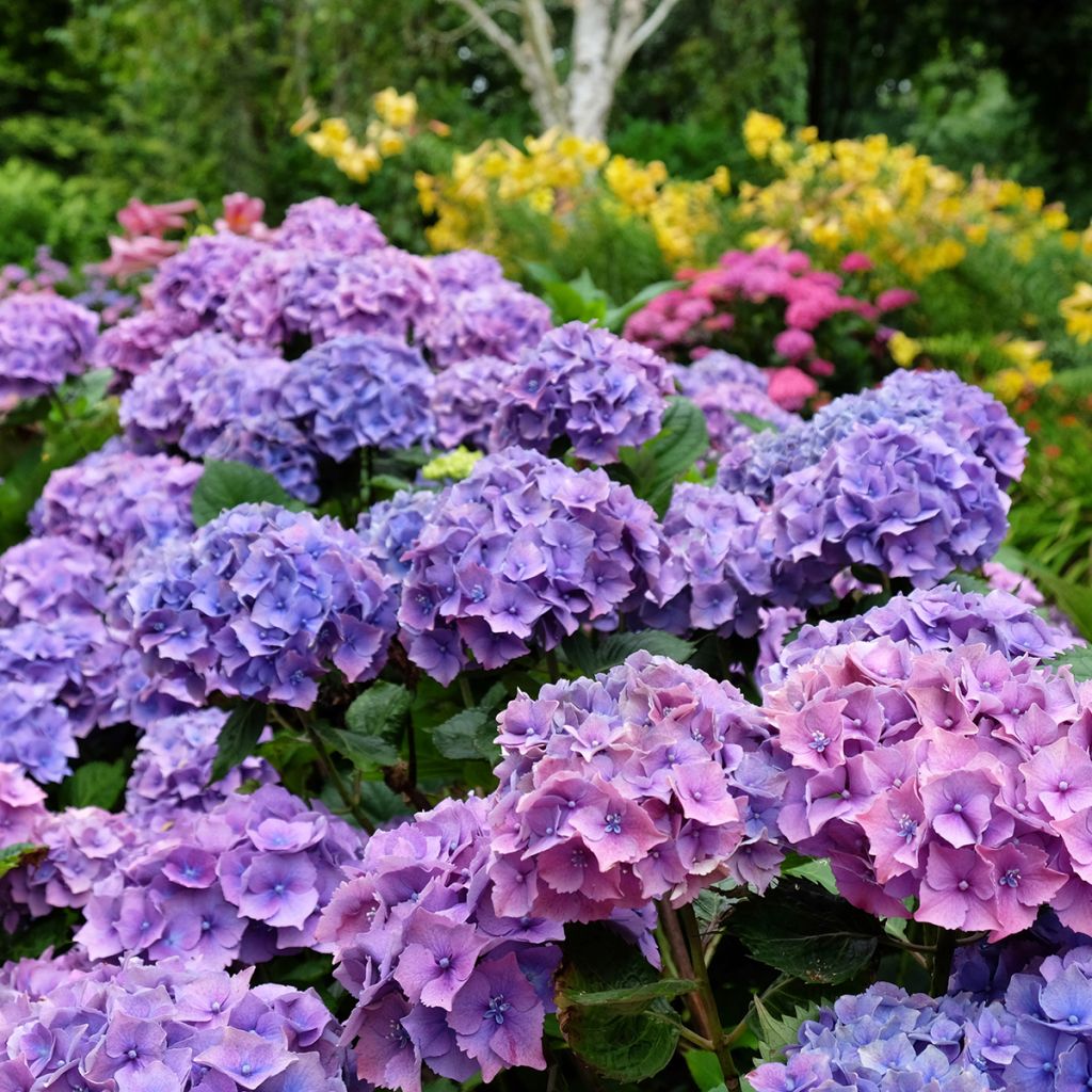Hydrangea macrophylla Hambourg - Bauernhortensie