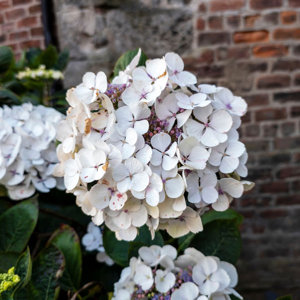 Hydrangea macrophylla Libelle - Bauernhortensie