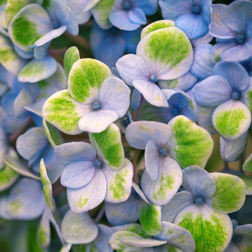 Hydrangea macrophylla Magical Revolution Bleu - Bauernhortensie