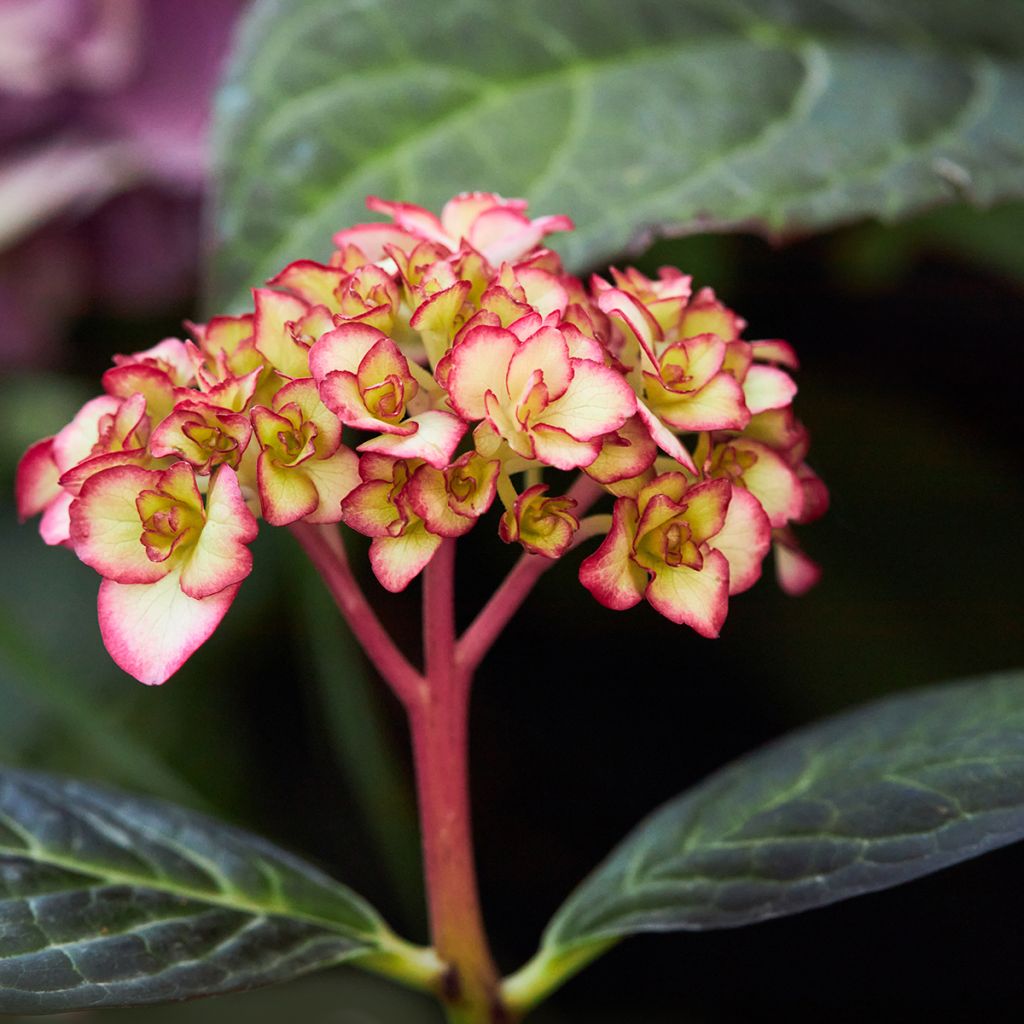 Hydrangea macrophylla Miss Saori - Bauernhortensie