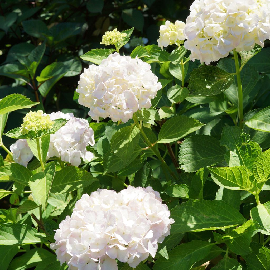 Hydrangea macrophylla Mme Emile Mouillière - Bauernhortensie