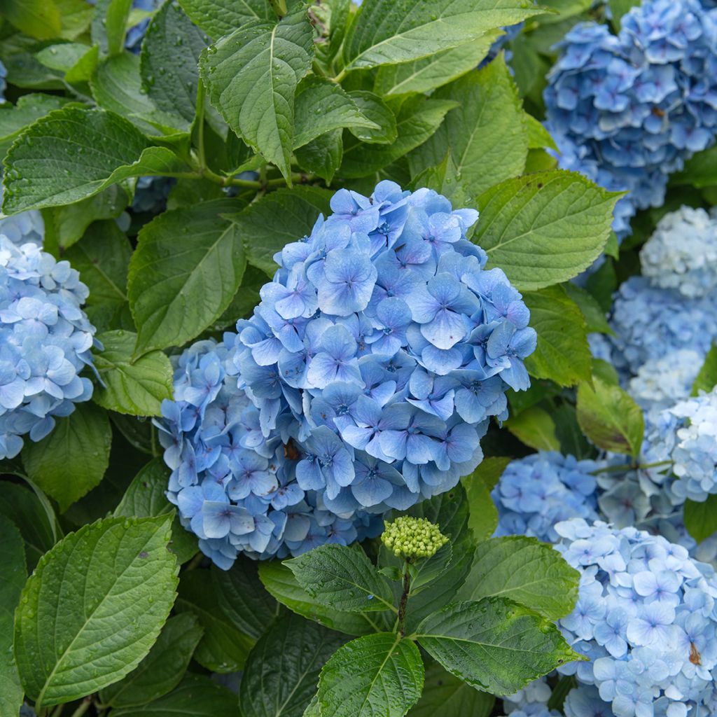 Hydrangea macrophylla Mousseline - Bauernhortensie