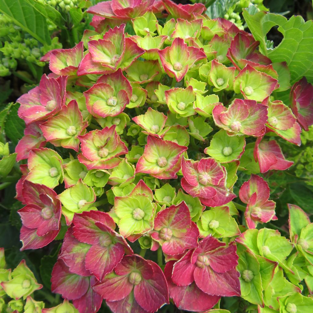 Hydrangea macrophylla Rebellion Choco Love - Bauernhortensie