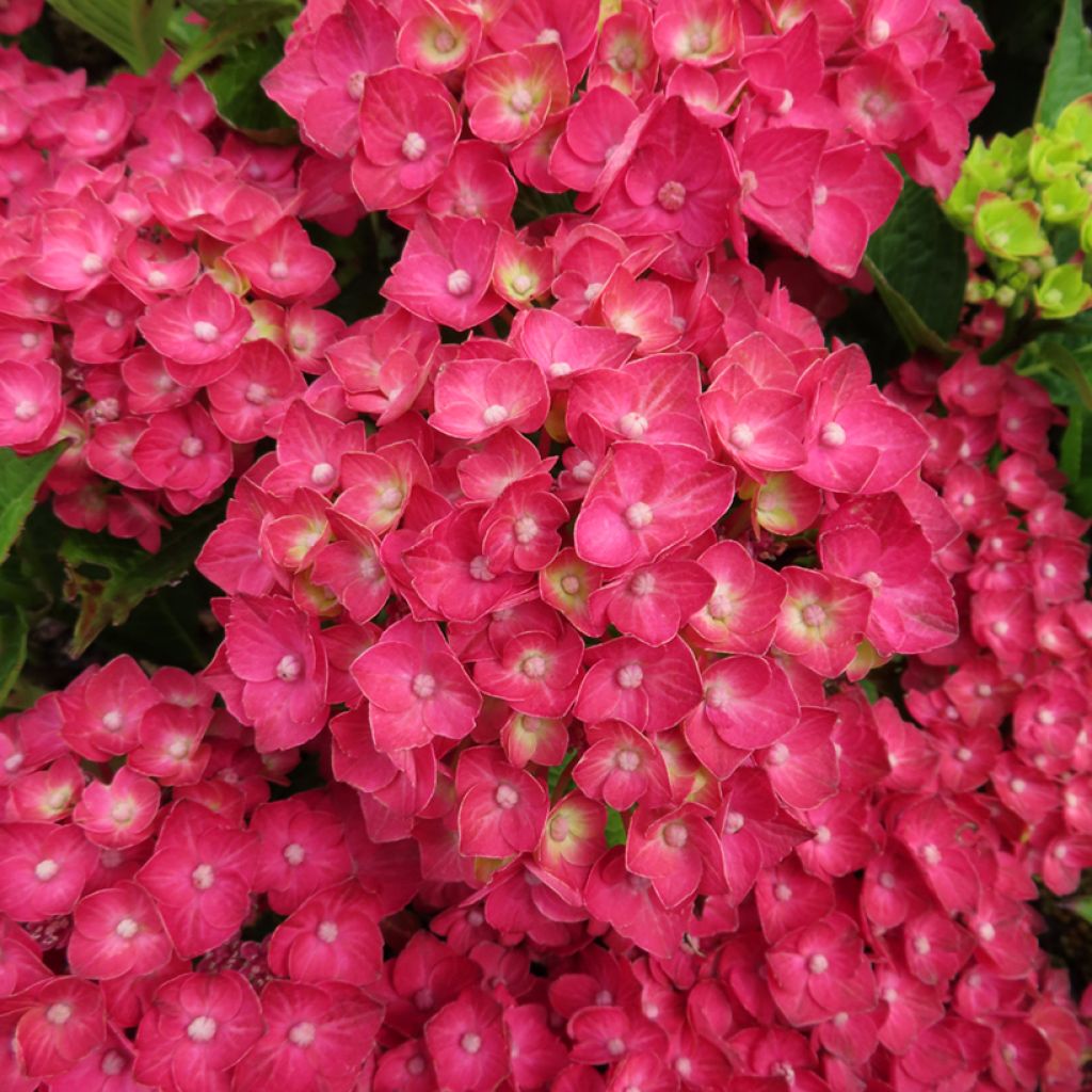 Hydrangea macrophylla Rebellion Choco Love - Bauernhortensie
