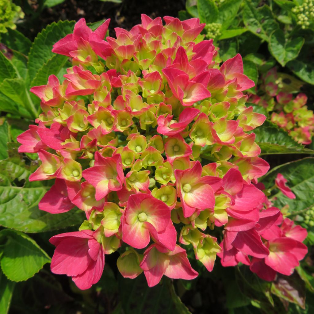 Hydrangea macrophylla Rebellion Dark Pink Love - Bauernhortensie