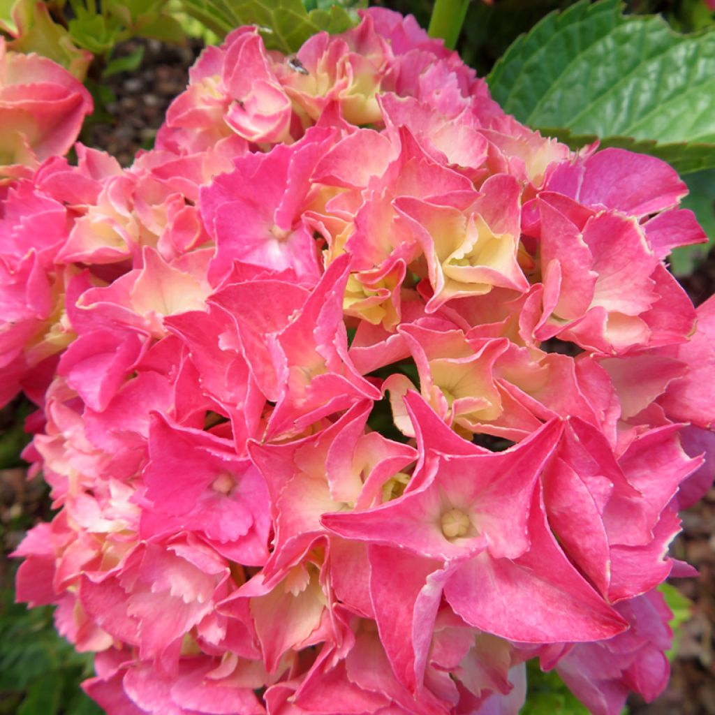 Hydrangea macrophylla Rebellion Pink Love - Bauernhortensie