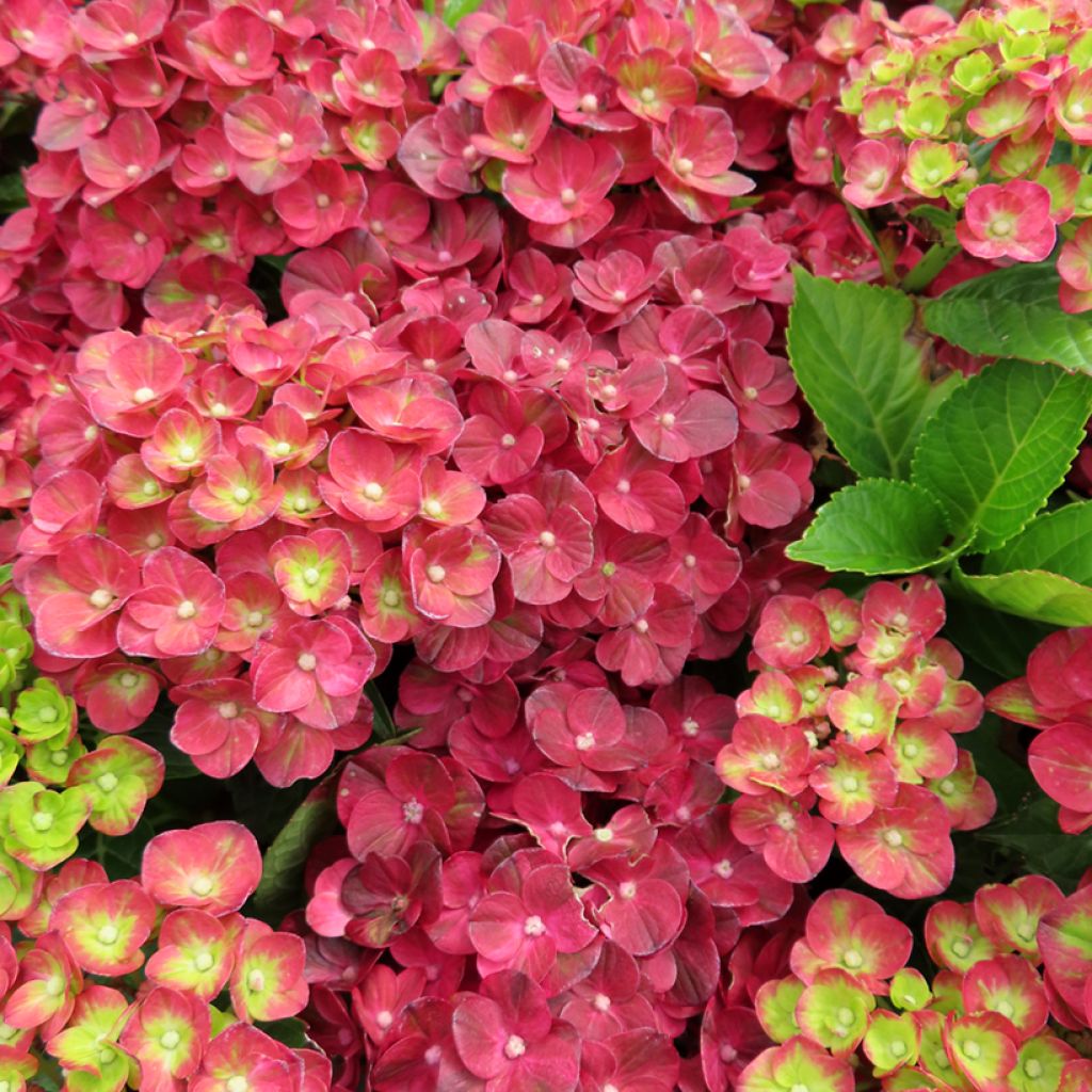 Hydrangea macrophylla Rebellion Pistachio Love - Bauernhortensie