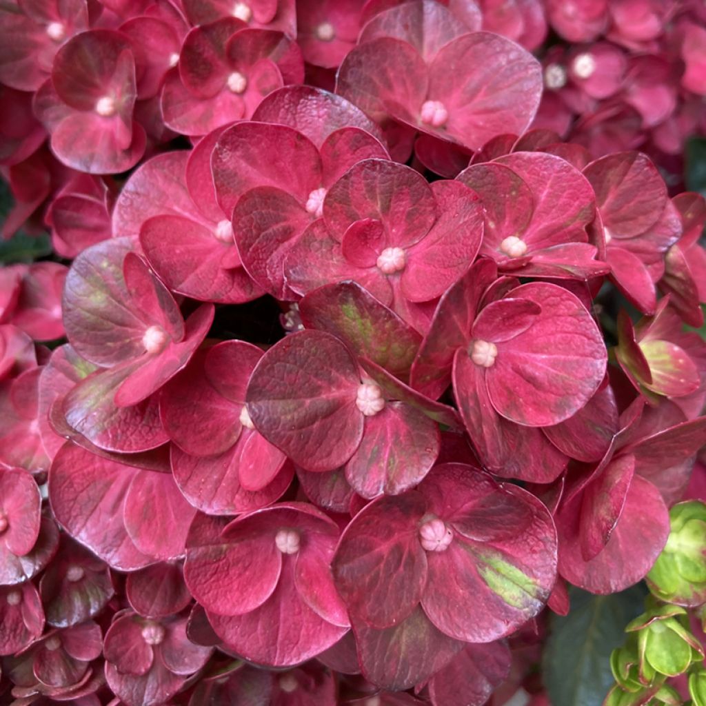 Hydrangea macrophylla Rebellion Pistachio Love - Bauernhortensie