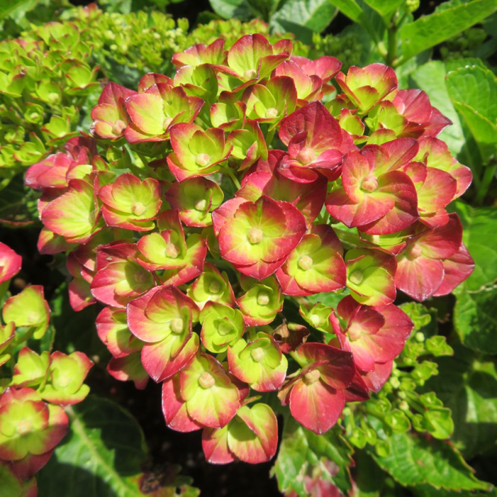 Hydrangea macrophylla Rebellion Pistachio Love - Bauernhortensie
