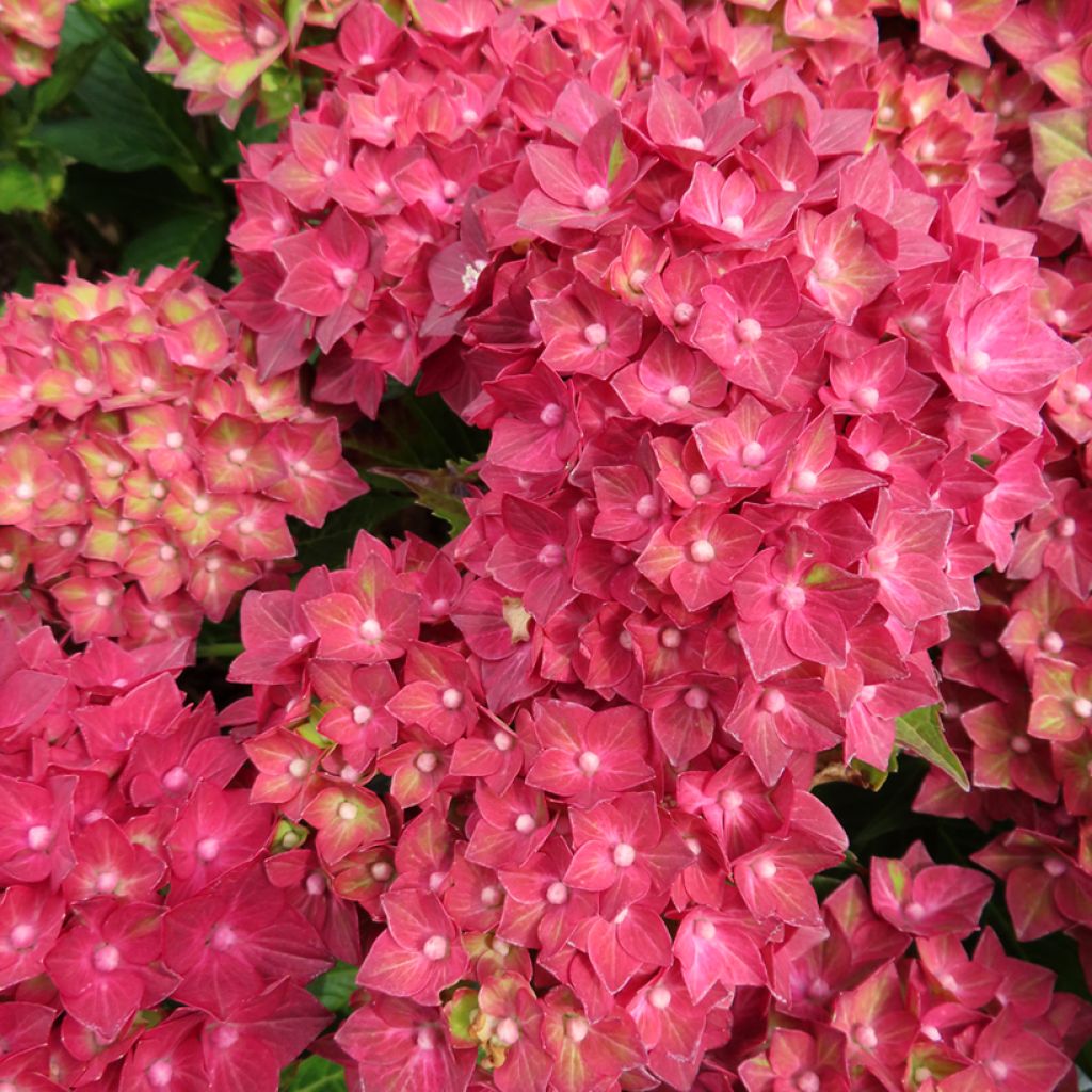 Hydrangea macrophylla Rebellion Red Love - Bauernhortensie
