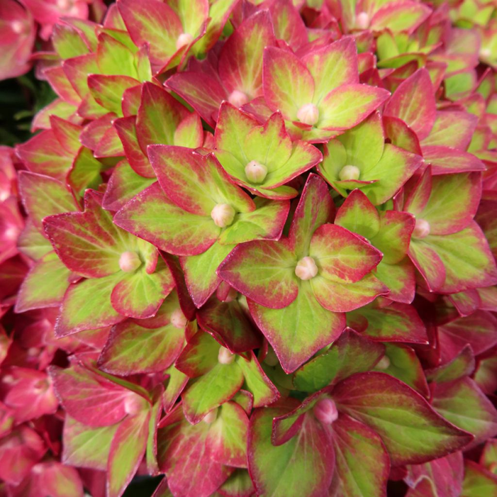 Hydrangea macrophylla Rebellion Red Love - Bauernhortensie