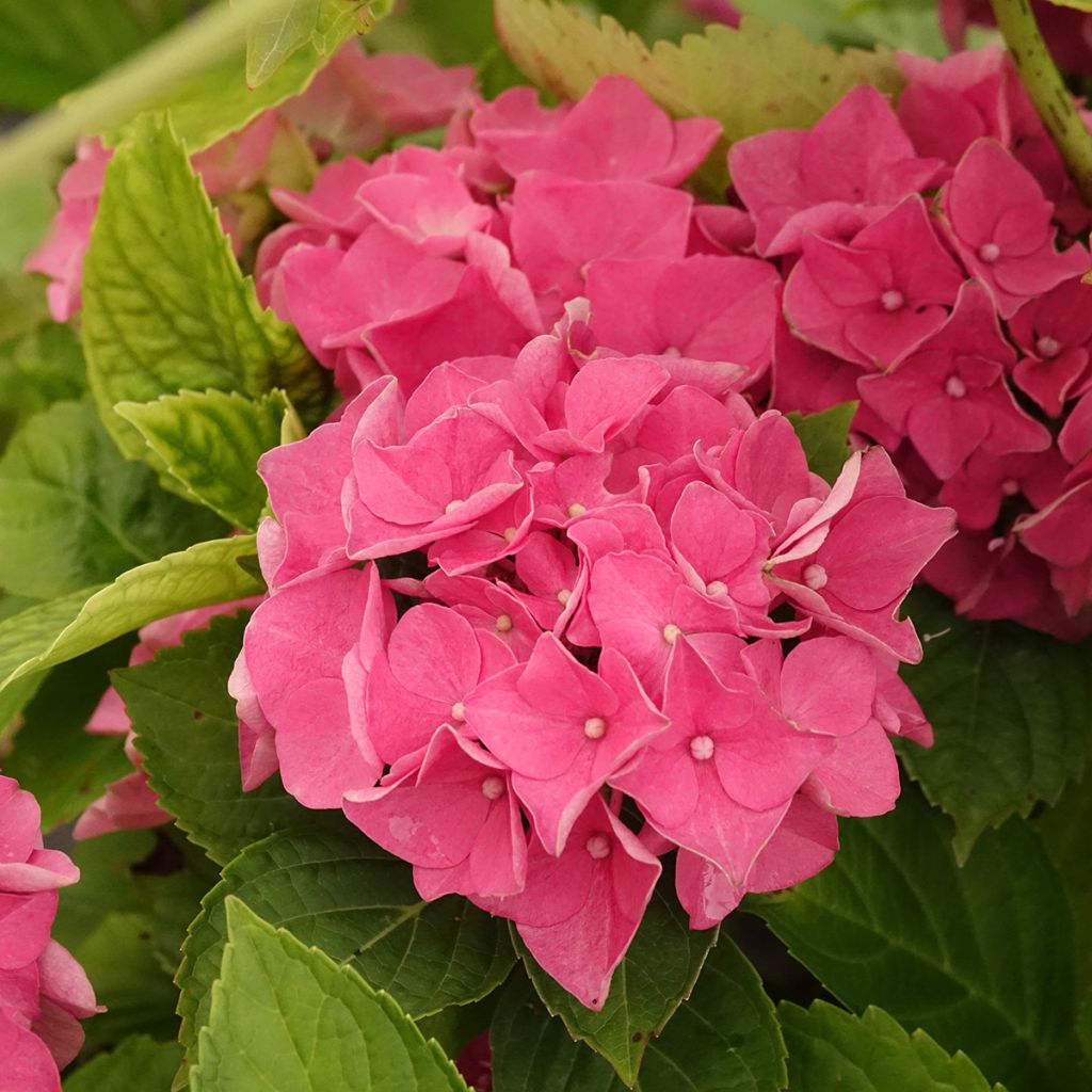 Hydrangea macrophylla Renate Steiniger - Bauernhortensie
