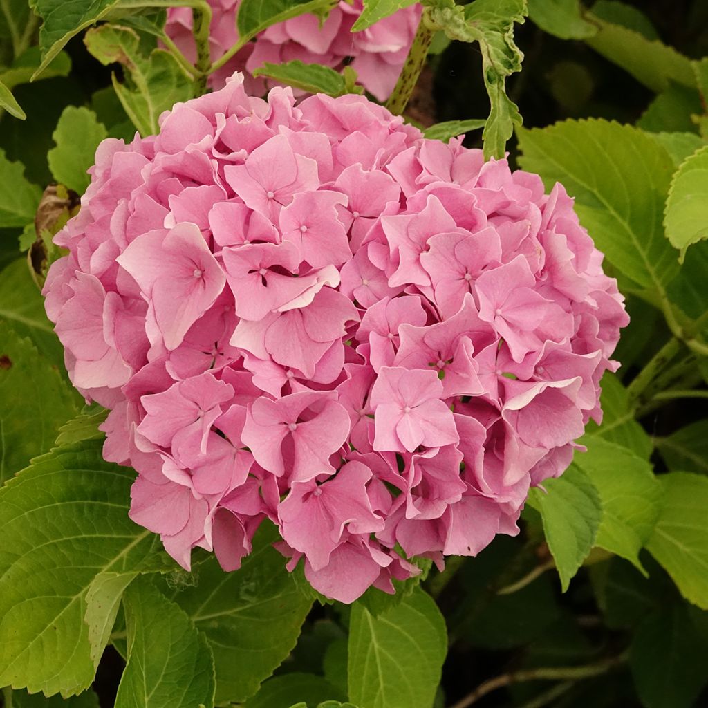 Hydrangea macrophylla Renate Steiniger - Bauernhortensie