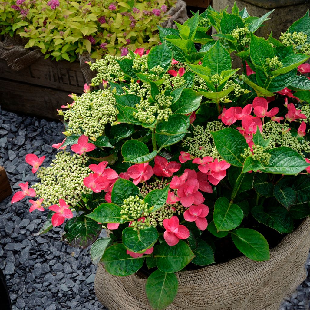 Hydrangea macrophylla Rotschwanz - Bauernhortensie