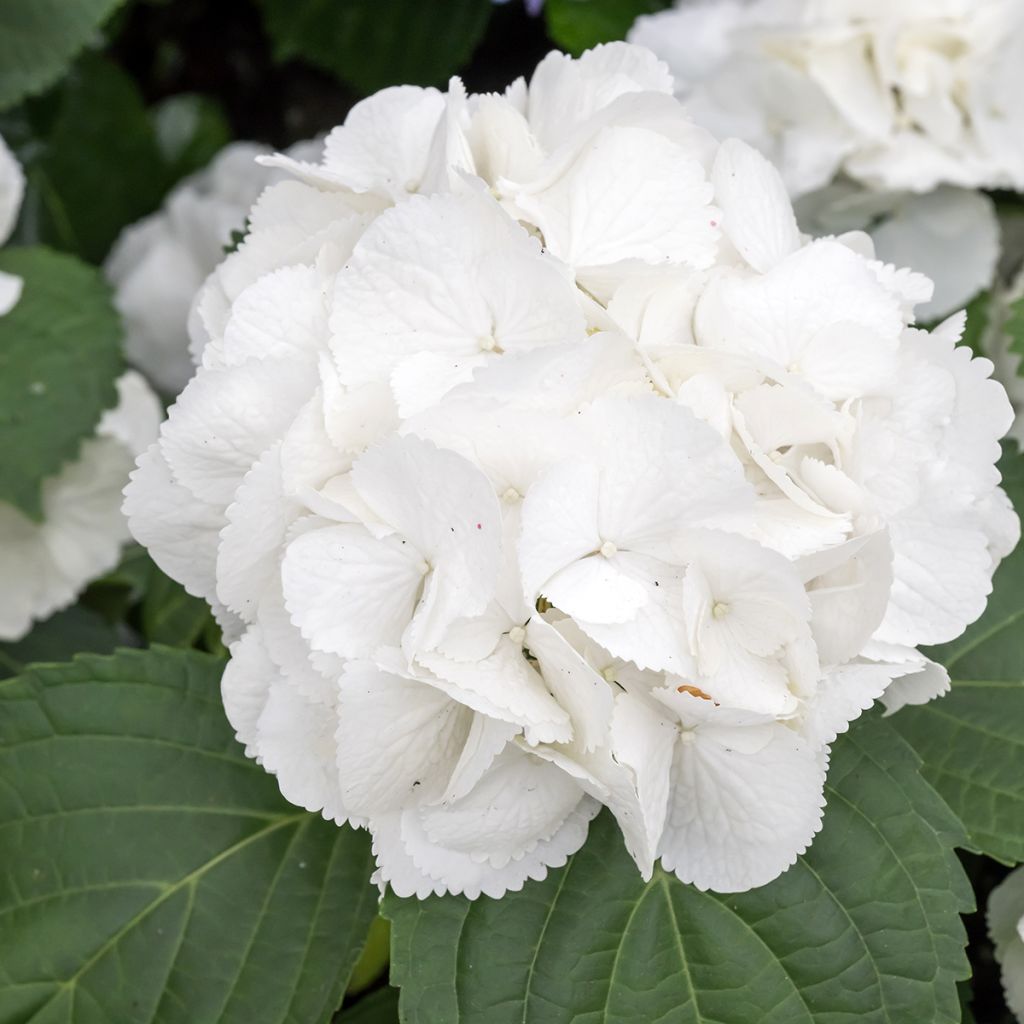 Hydrangea macrophylla Schneeball - Bauernhortensie