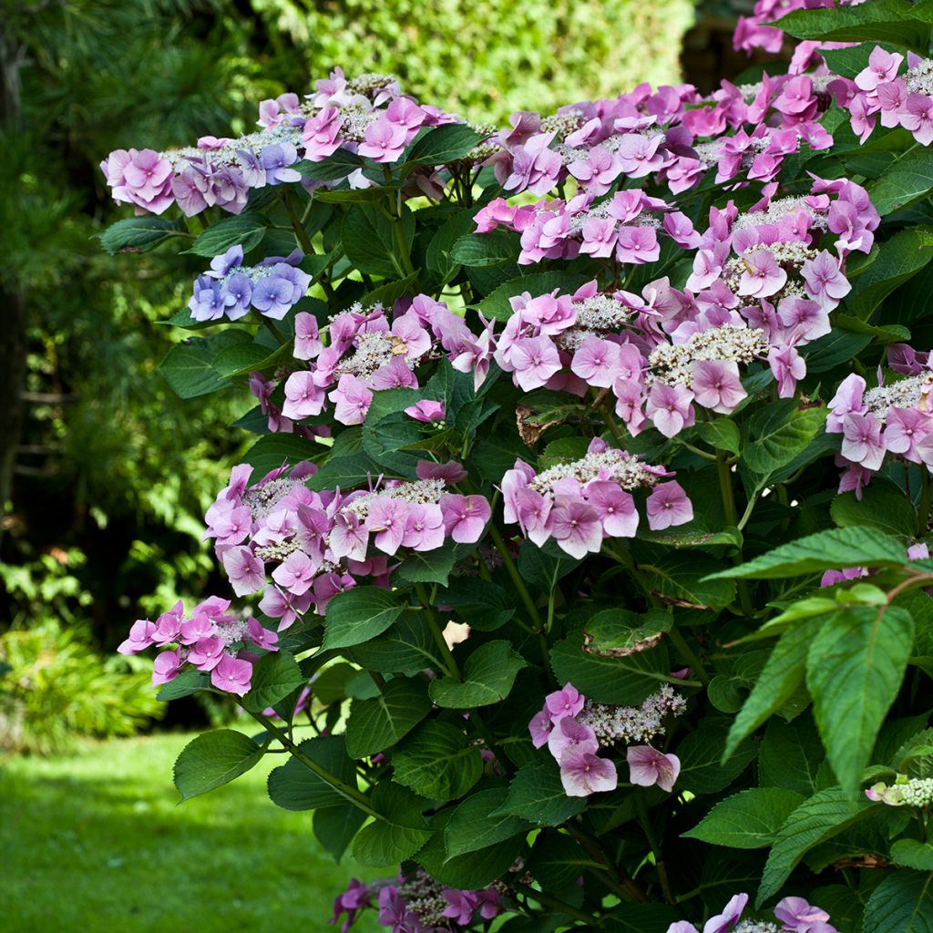 Hydrangea macrophylla Teller Pink - Bauernhortensie