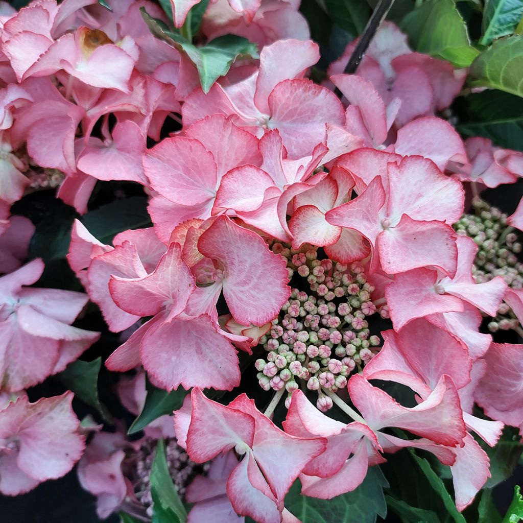Hydrangea macrophylla Tiffany - Bauernhortensie