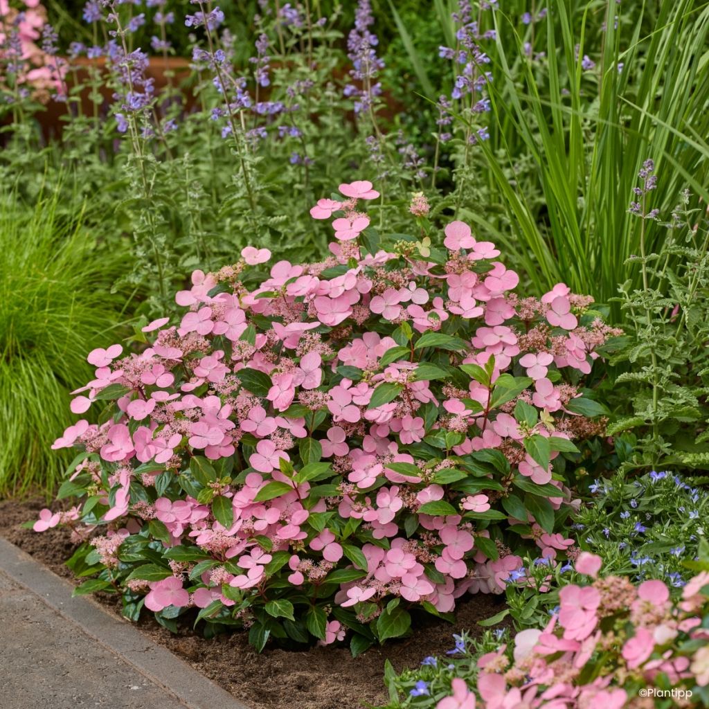 Hydrangea scandens First Love - Hortensie