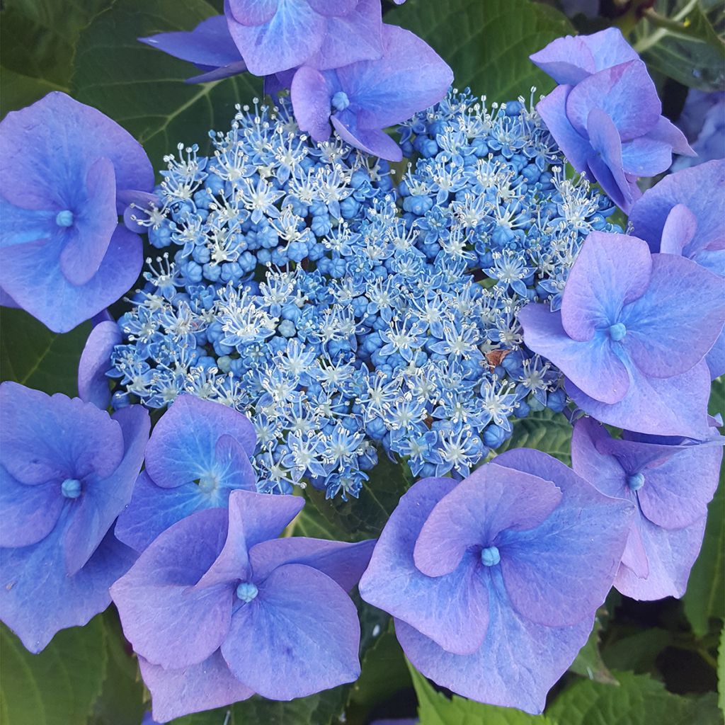 Hydrangea serrata Blue Bird - Tellerhortensie