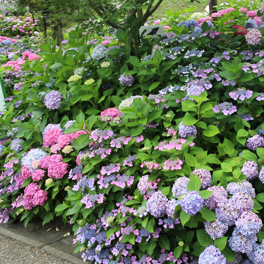 Hydrangea serrata Blue Bird - Tellerhortensie