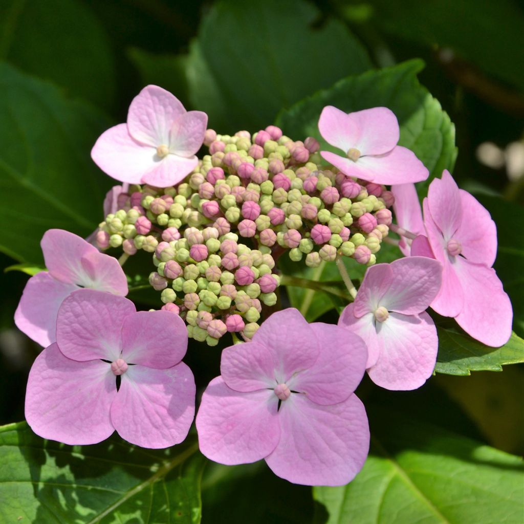 Hydrangea serrata Blue Bird - Tellerhortensie