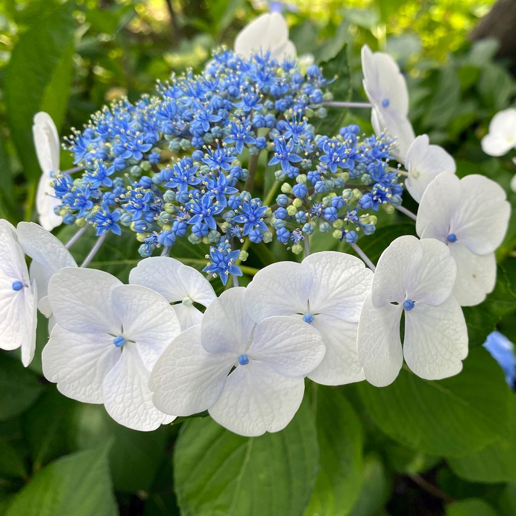 Hydrangea serrata Blue Bird - Tellerhortensie