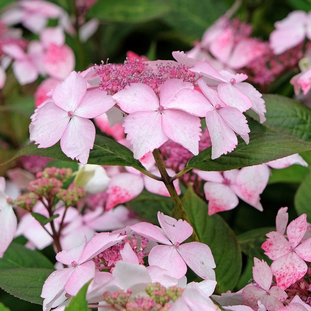 Hydrangea serrata Grayswood - Tellerhortensie