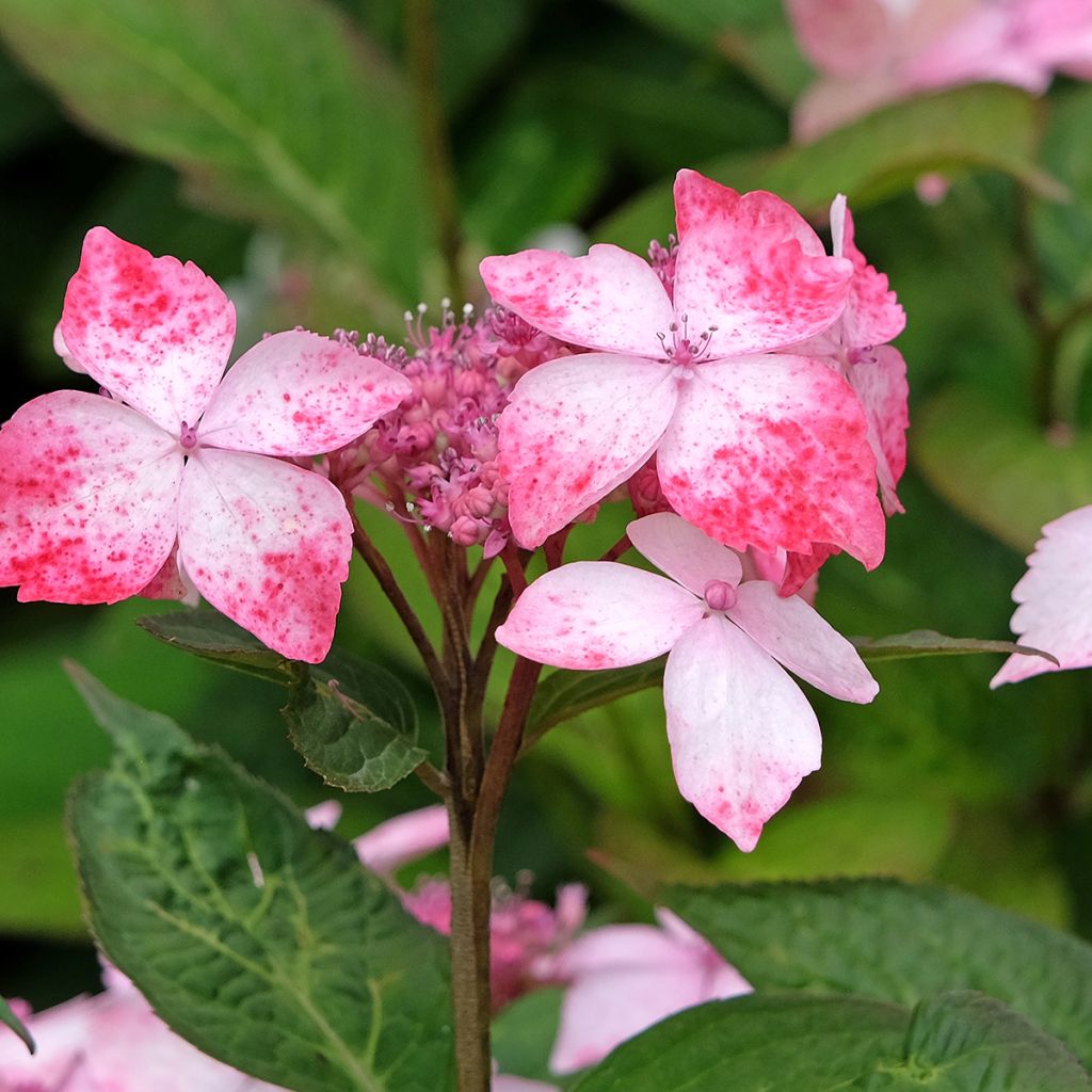Hydrangea serrata Grayswood - Tellerhortensie