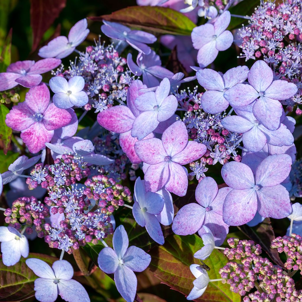 Hydrangea serrata Tiara - Tellerhortensie