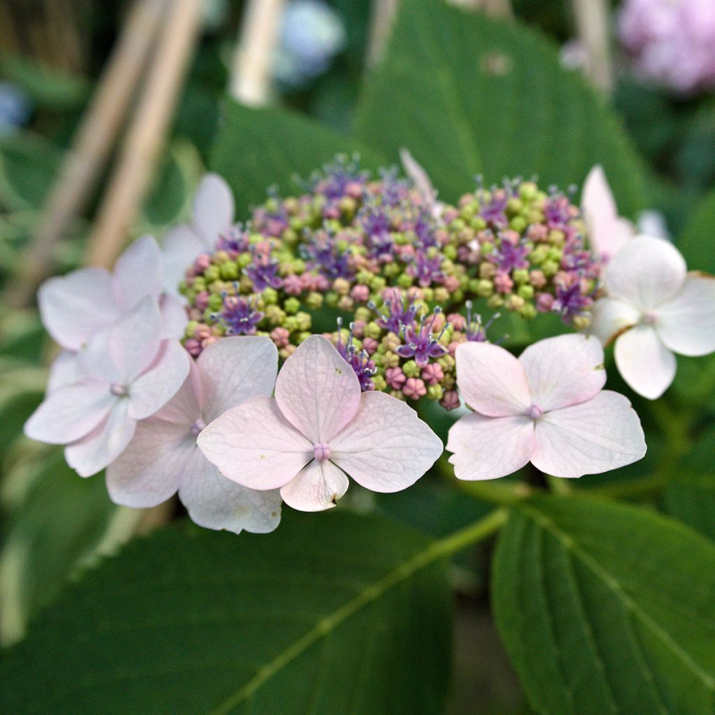 Hydrangea serrata Princesse Eugénie - Tellerhortensie