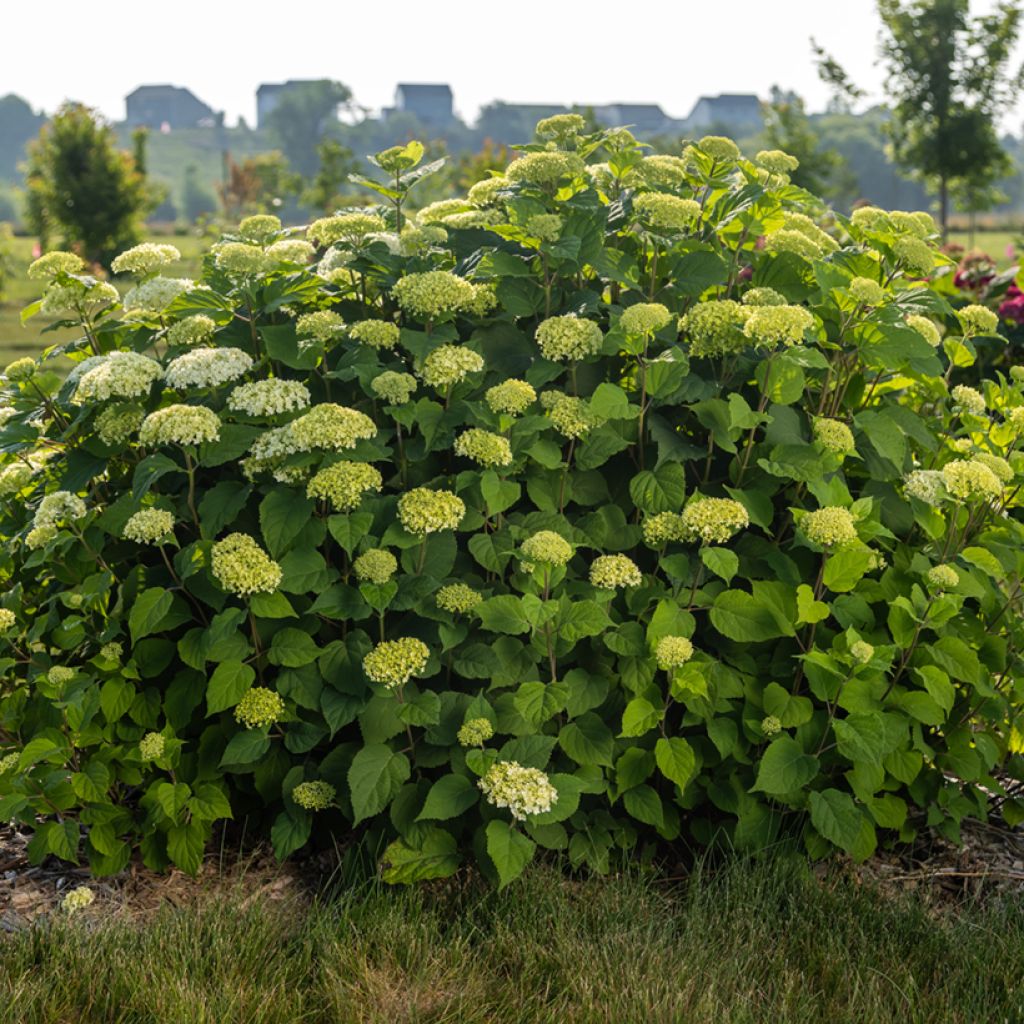 Schneeballhortensie FlowerWOW - Hydrangea arborescens