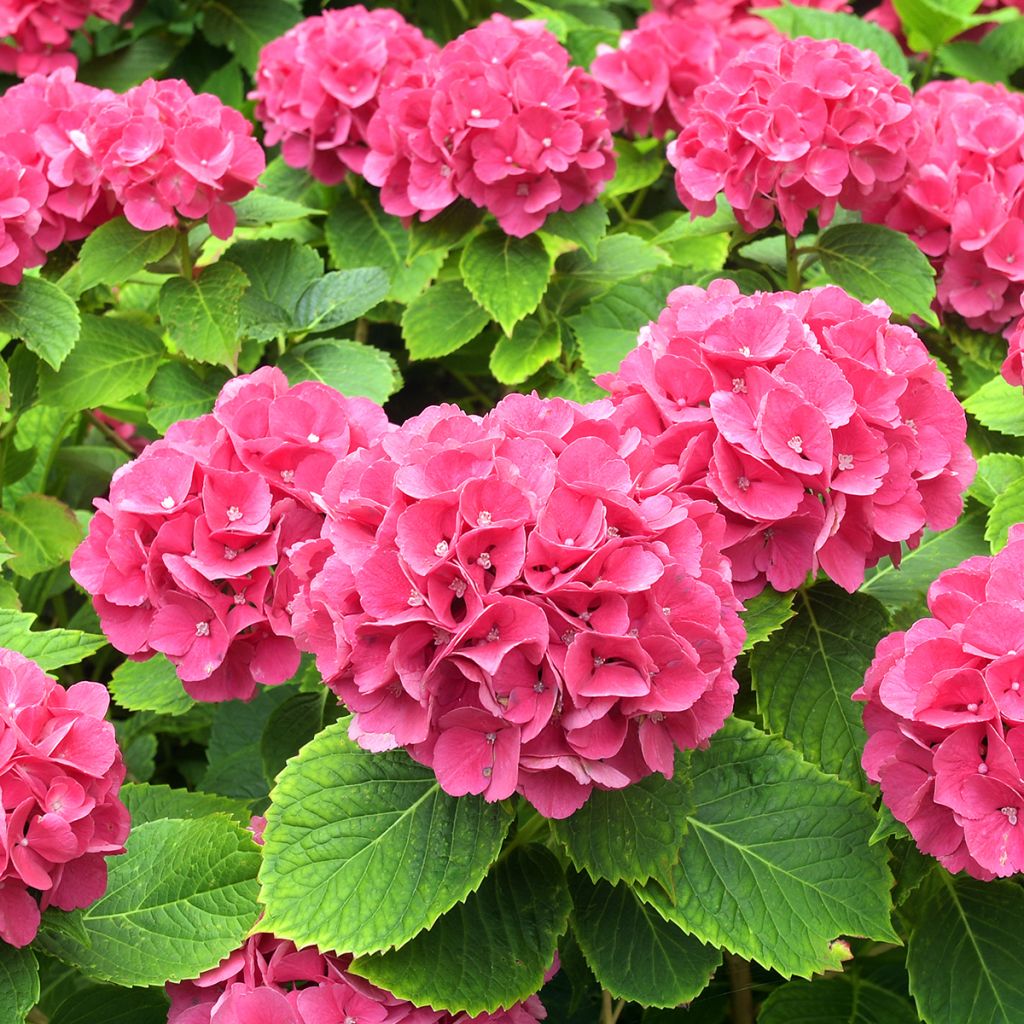 Hydrangea macrophylla Alpenglühen - Bauernhortensie