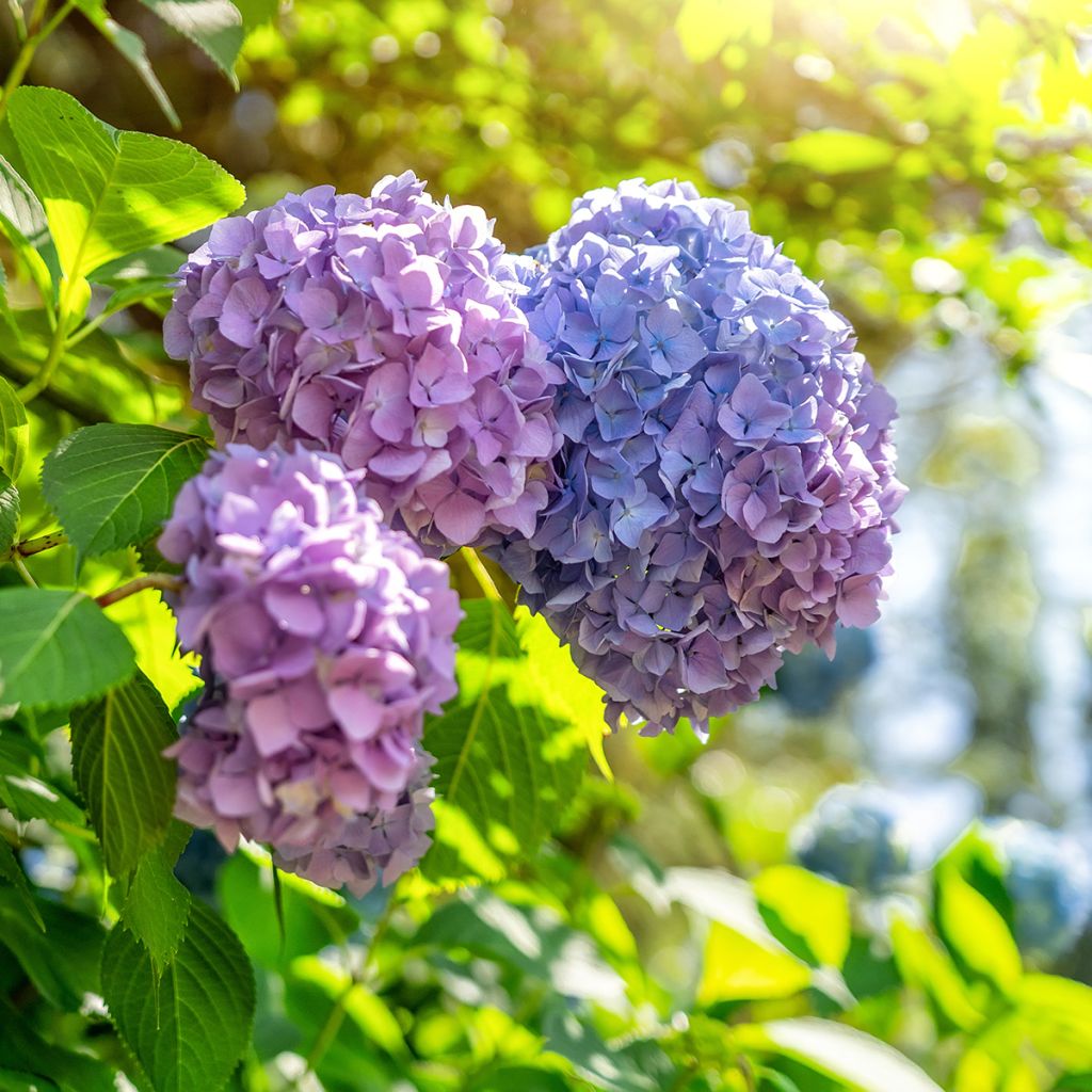 Hydrangea macrophylla Magical Harmony - Bauernhortensie