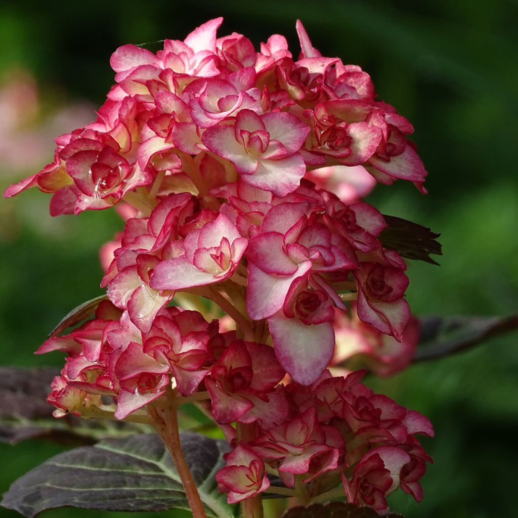 Hydrangea macrophylla Miss Saori - Bauernhortensie