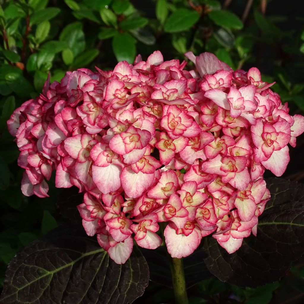 Hydrangea macrophylla Miss Saori - Bauernhortensie