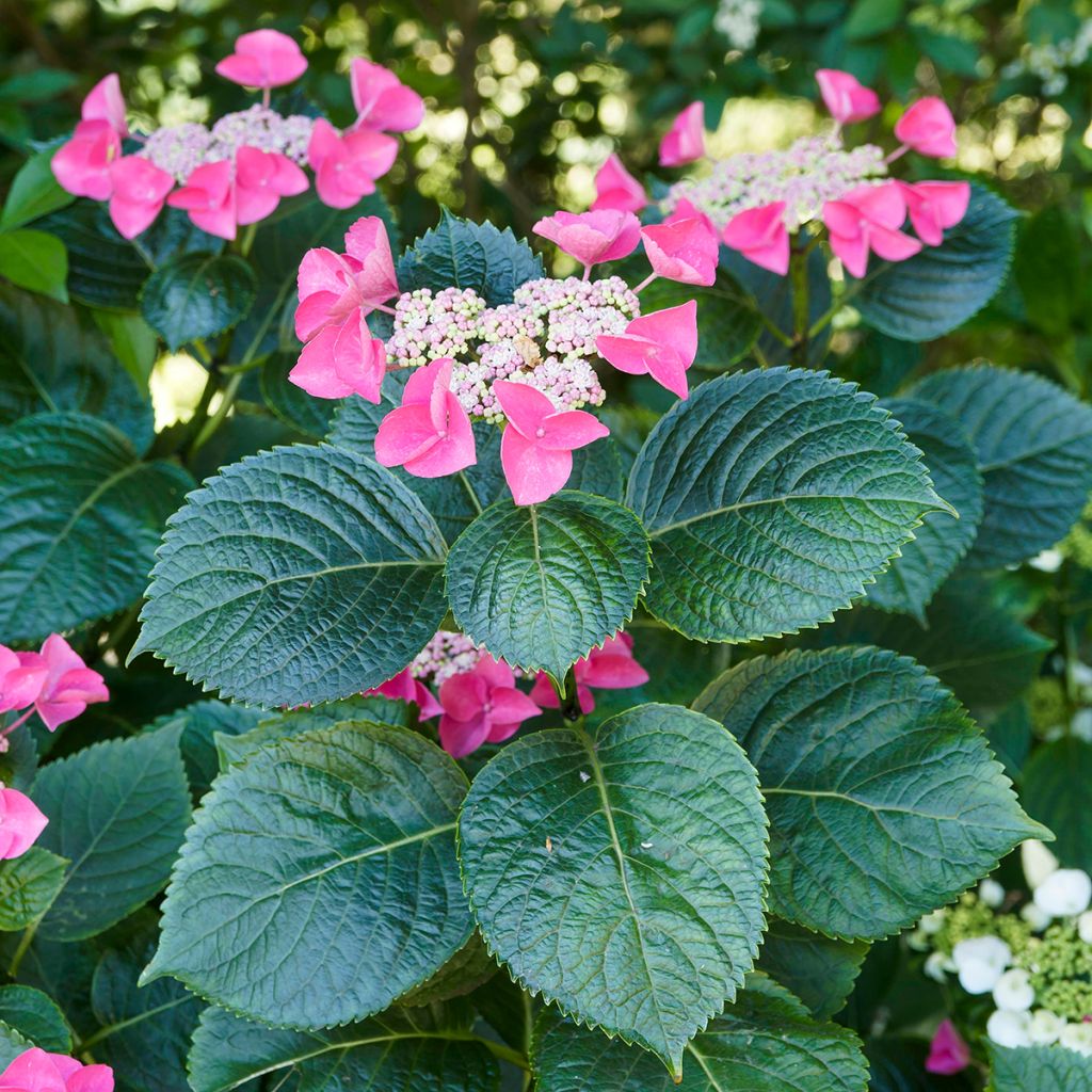 Hydrangea macrophylla Teller Red - Bauernhortensie