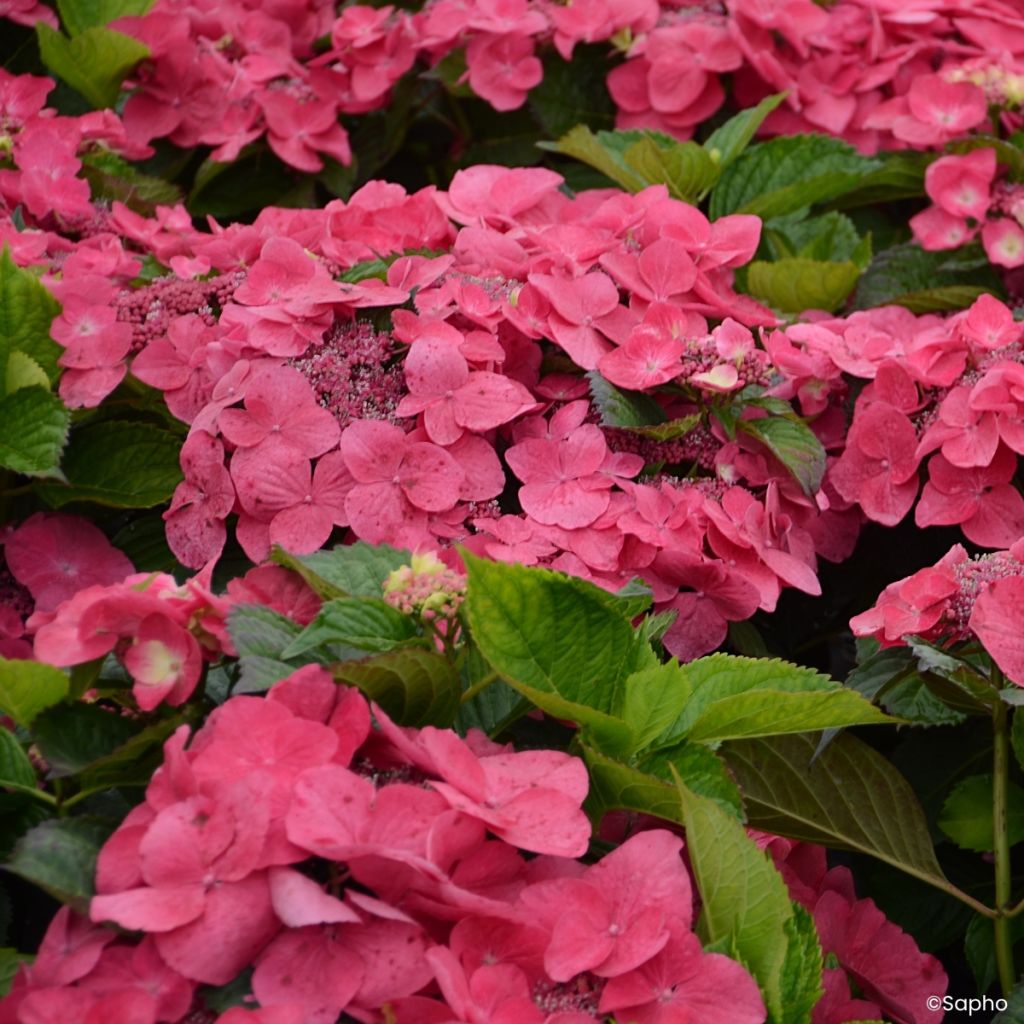 Hydrangea macrophylla Dolce Fragola - Bauernhortensie