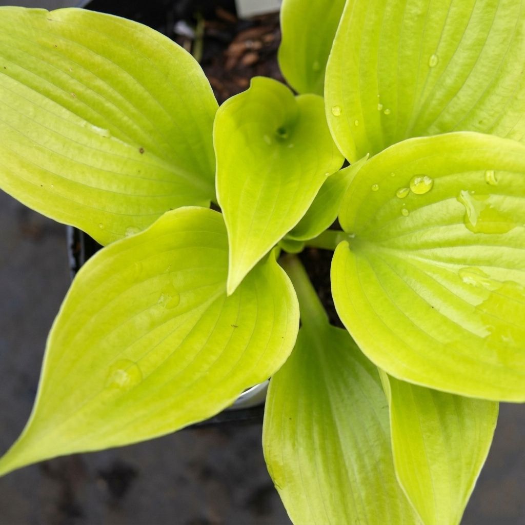 Hosta Appletini - Garten-Funkie