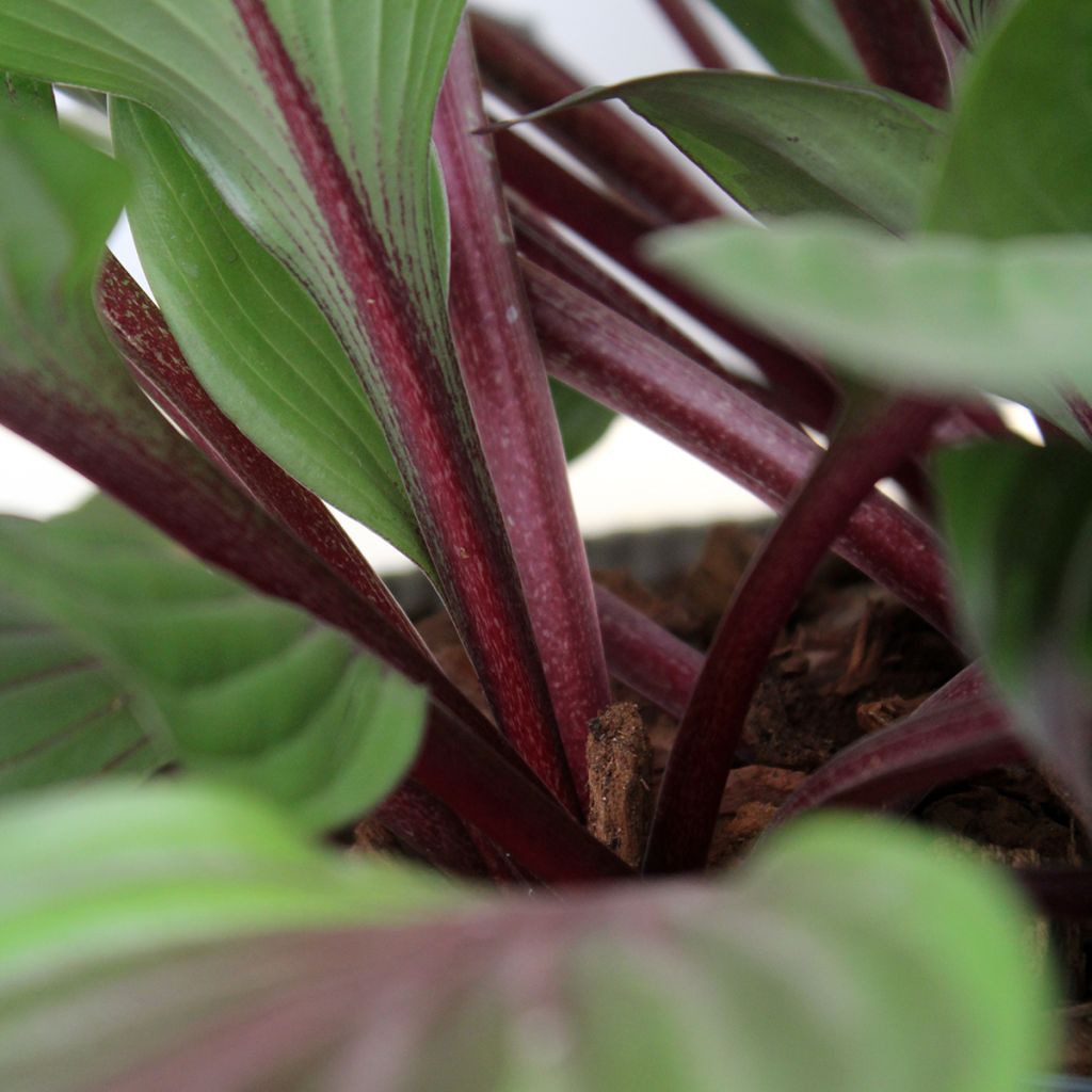 Hosta Red Ninja - Garten-Funkie