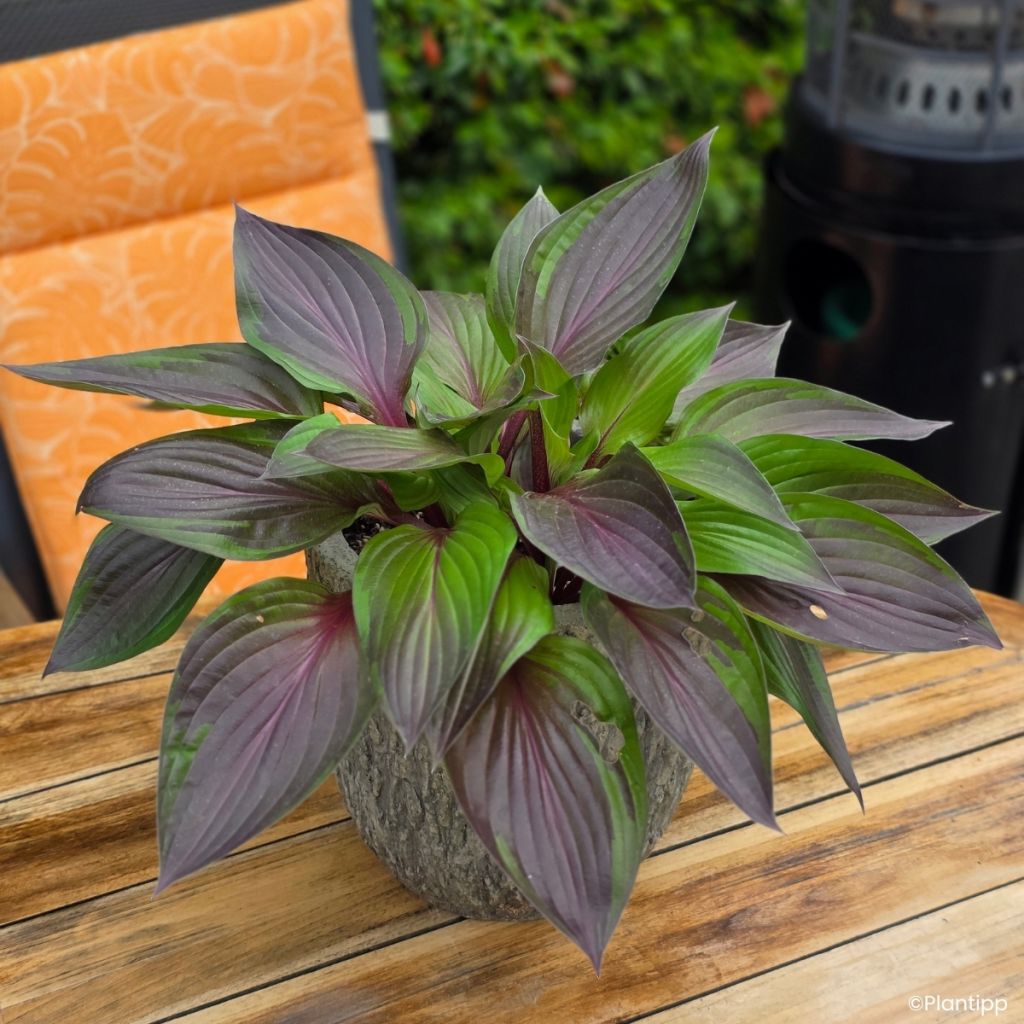 Hosta Red Ninja - Garten-Funkie