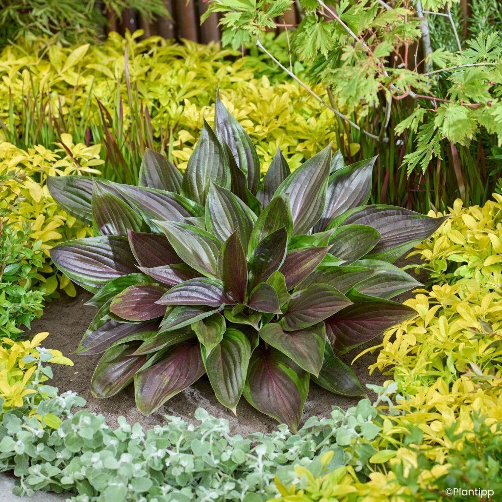 Hosta Red Ninja - Garten-Funkie