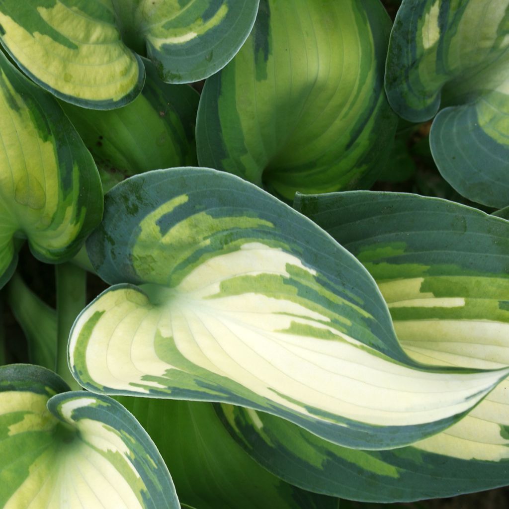 Hosta Teacher's Pride - Garten-Funkie