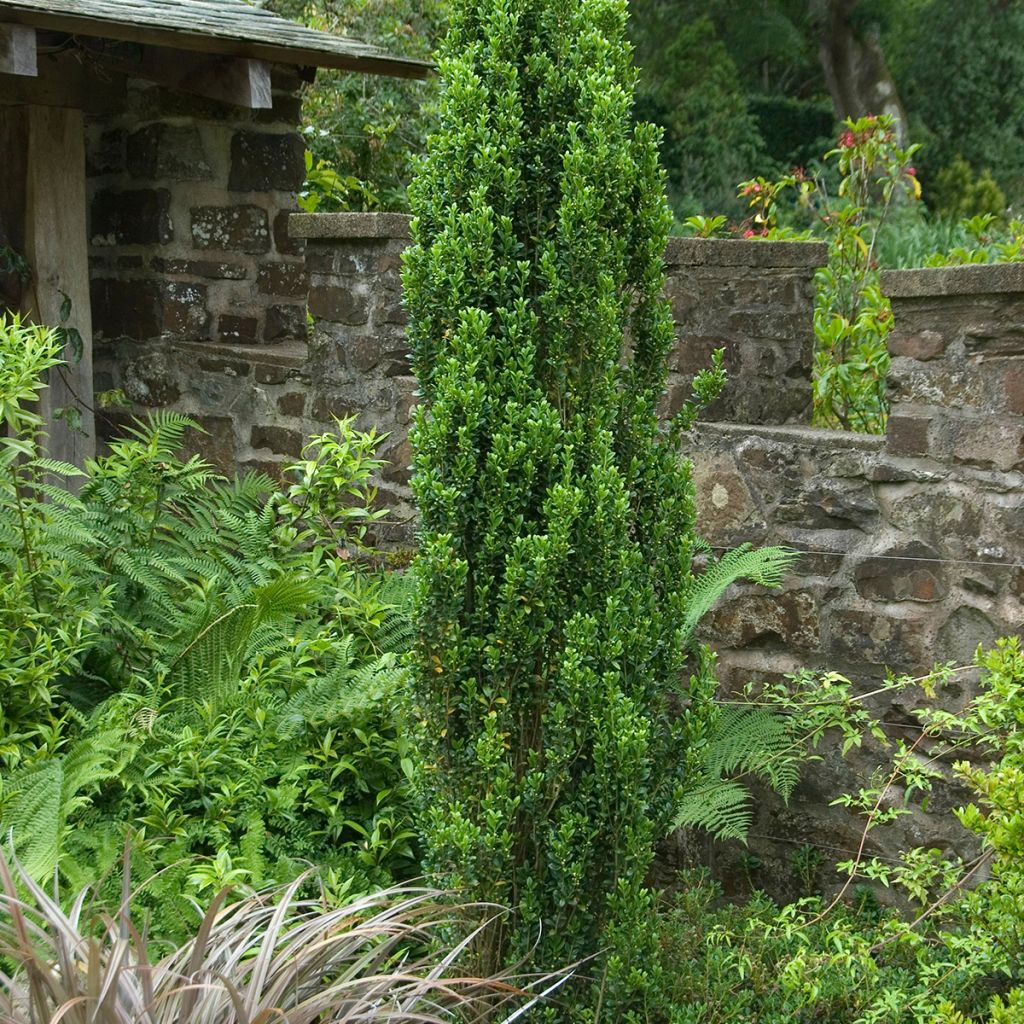 Japanische Stechpalme Fastigiata - Ilex crenata