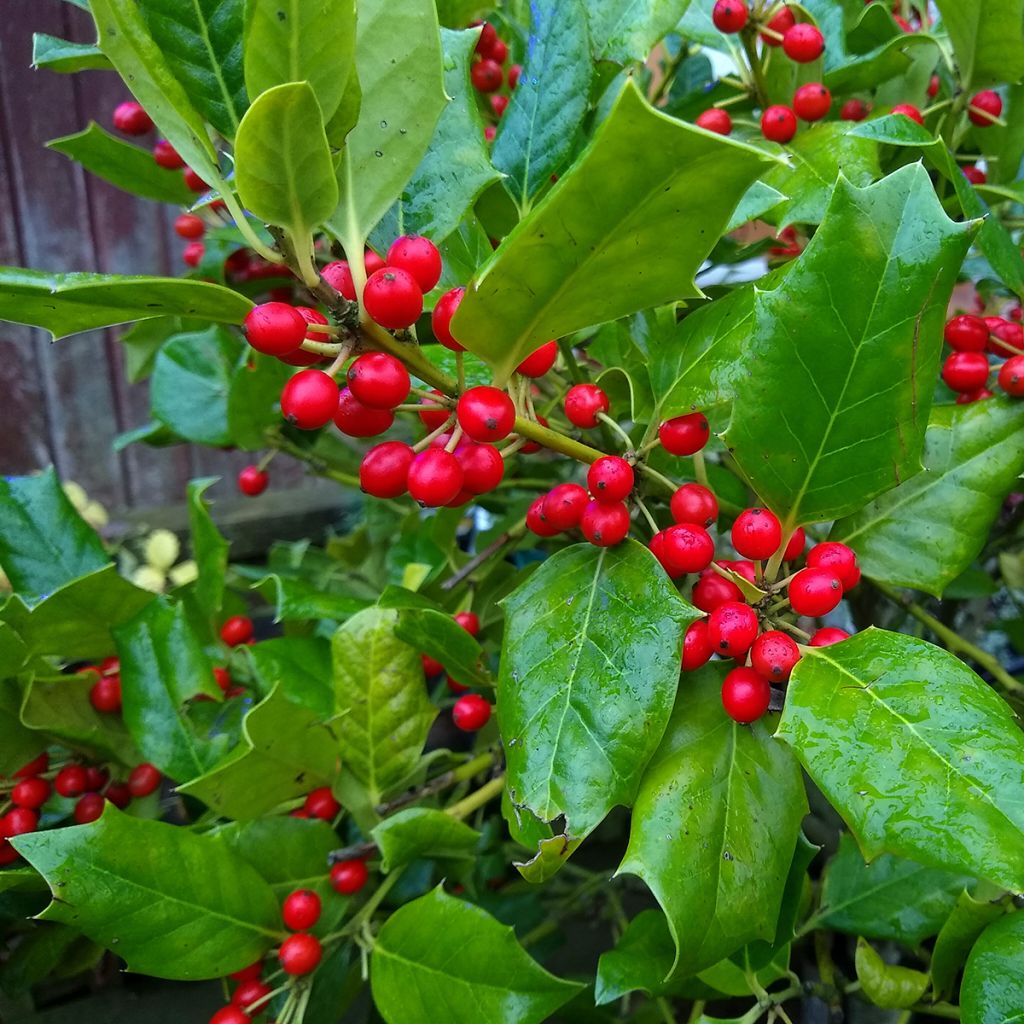 Stechpalme Nellie R. Stevens - Ilex