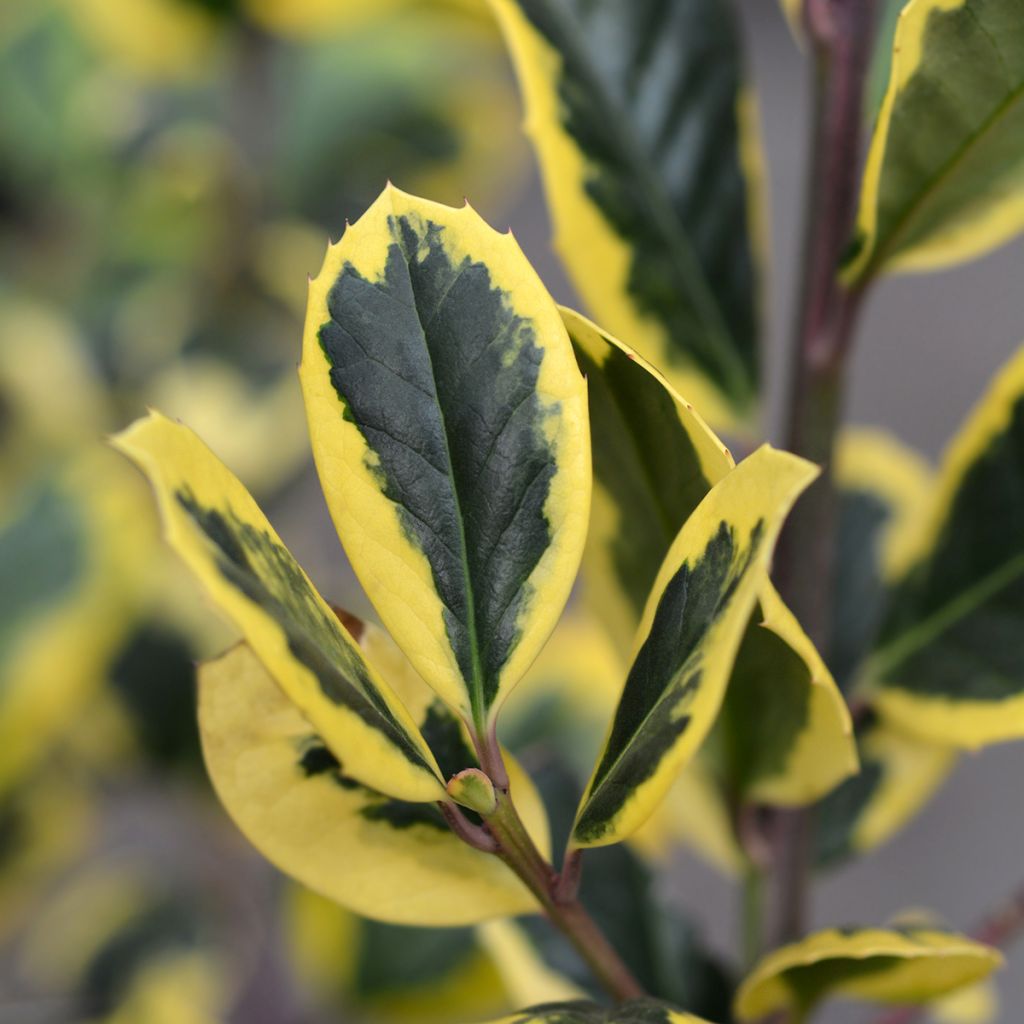 Großblättrige Golden King - Ilex