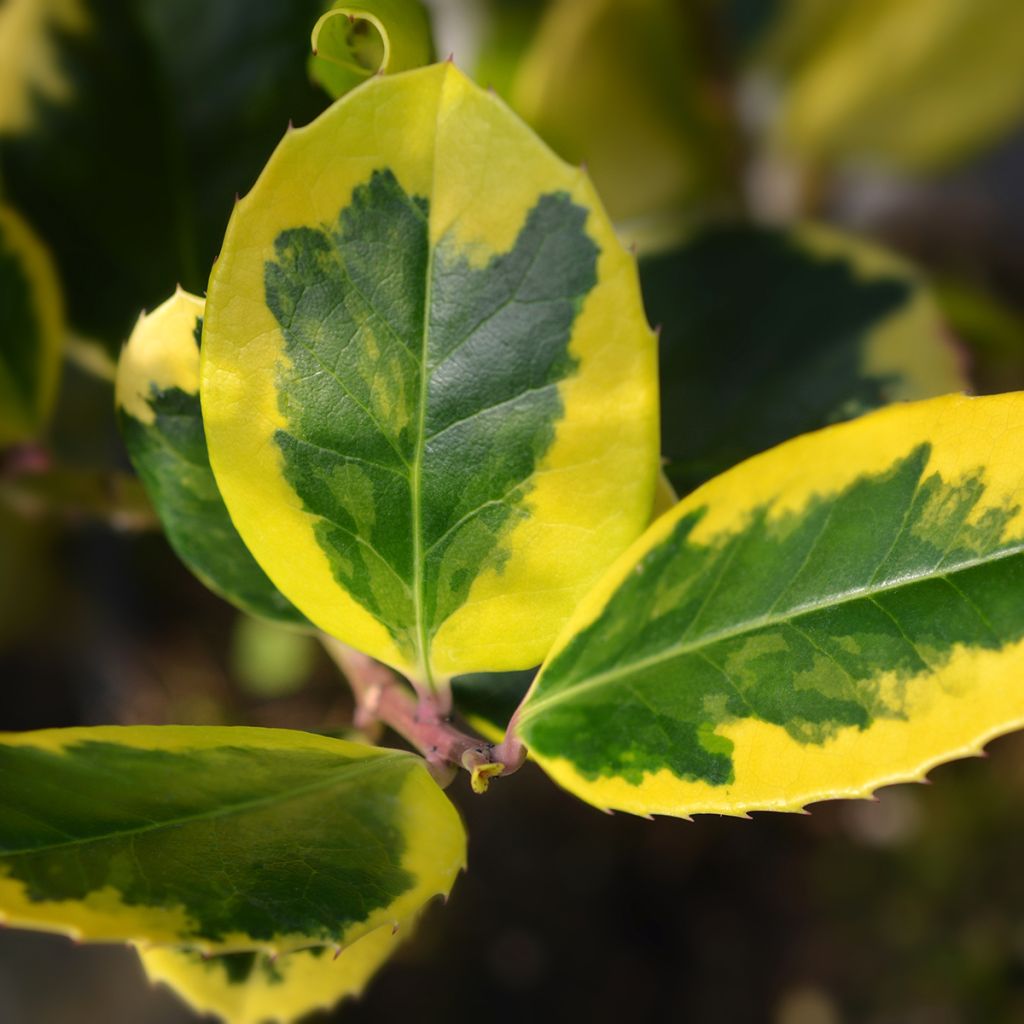 Großblättrige Golden King - Ilex