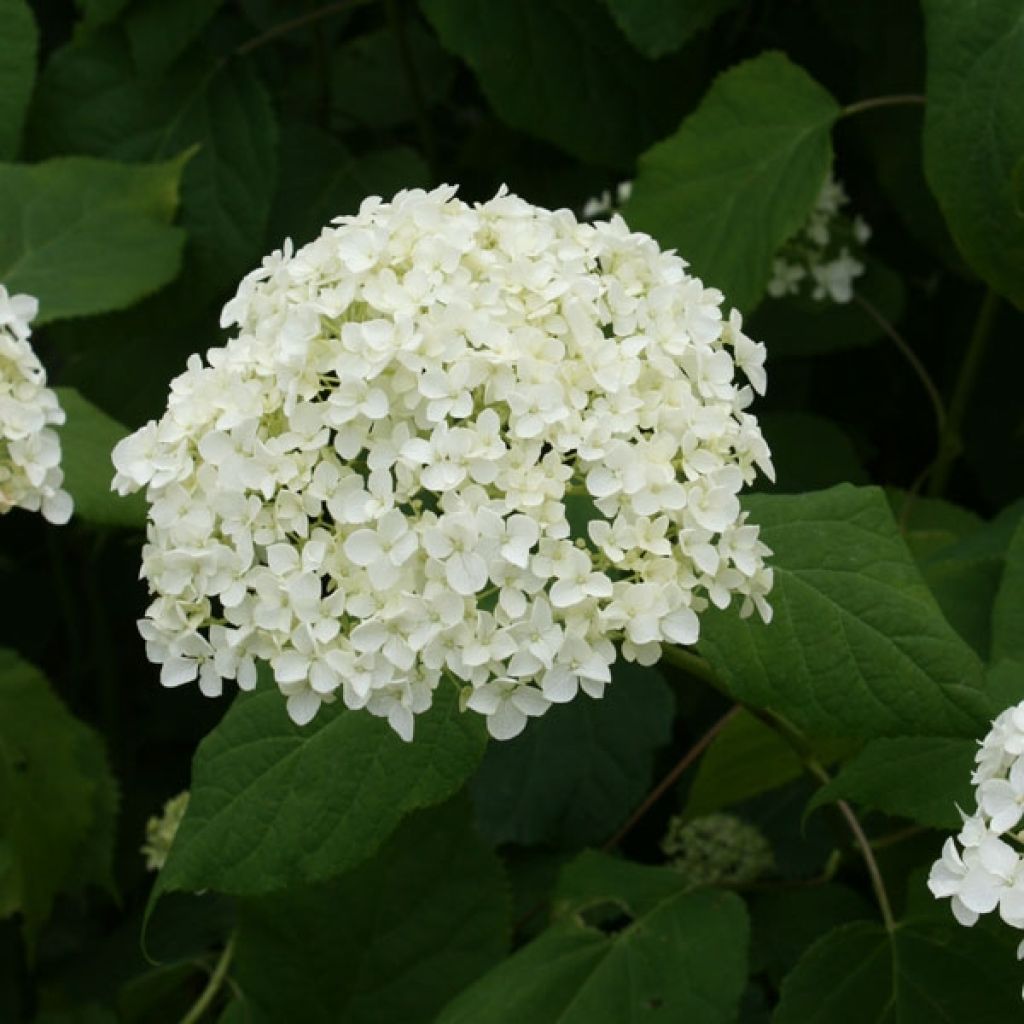 Schneeballhortensie Annabelle - Hydrangea arborescens